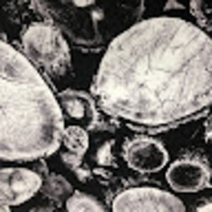 Meet your Posher, J.